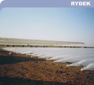 Rydek